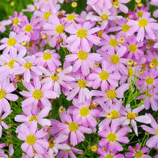 Coreopsis rosea 'American Dream'
