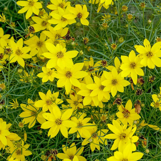 Coreopsis verticillata 'Grandiflora'