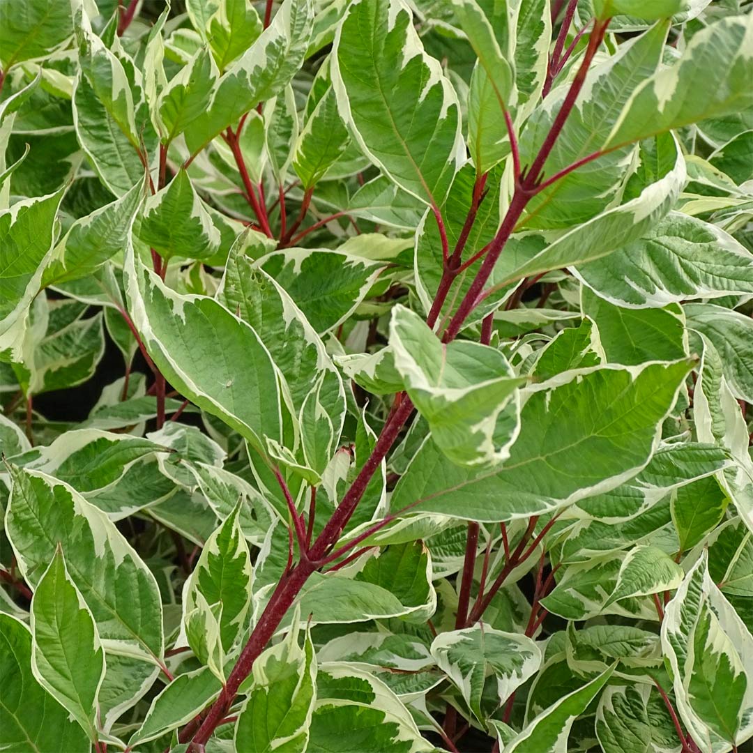 Cornus alba 'Elegantissima'