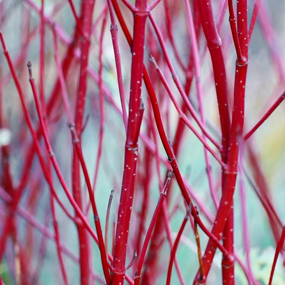 Cornus alba 'Elegantissima'