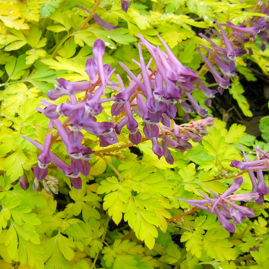 Corydalis 'Berry Exciting'