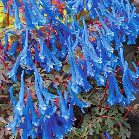 Corydalis flexuosa 'Blue Heron'