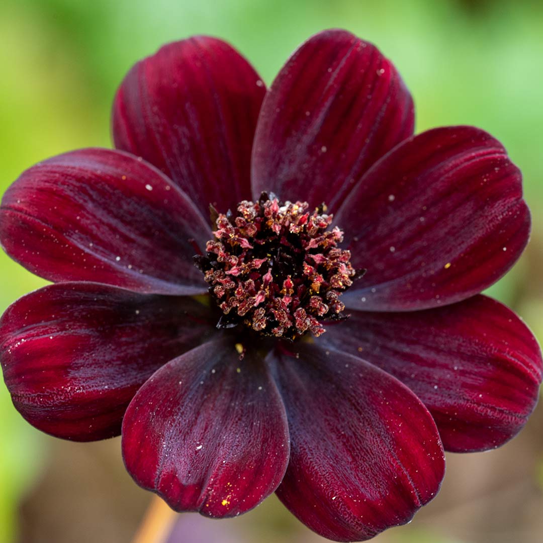 Cosmos atrosanguineus 'Chocolate'; Chocolate Cosmos