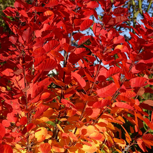 Cotinus coggygria 'Flamissimo'