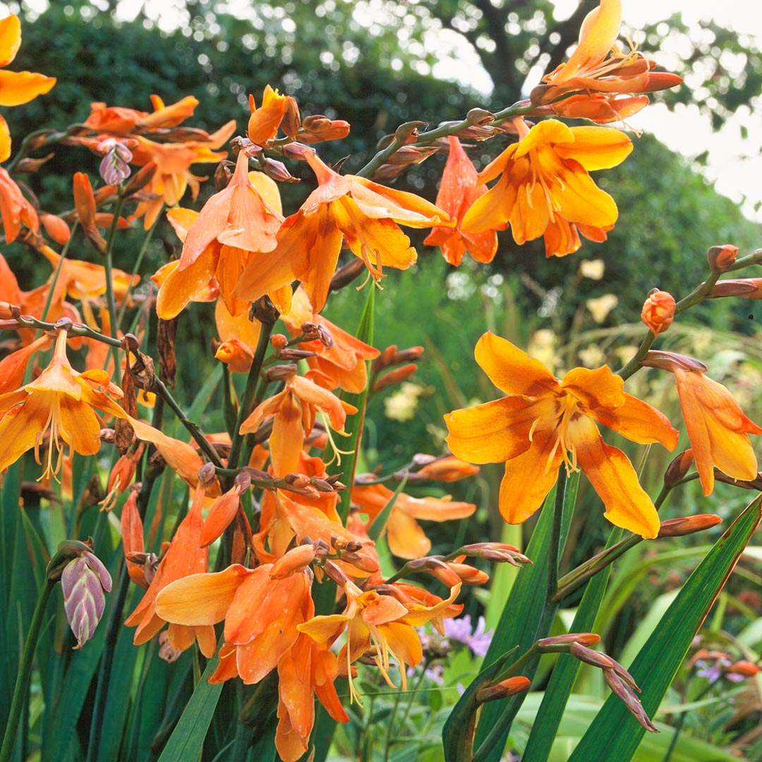 Crocosmia × crocosmiiflora 'Emily McKenzie' (Montbretia) – Barnsdale ...