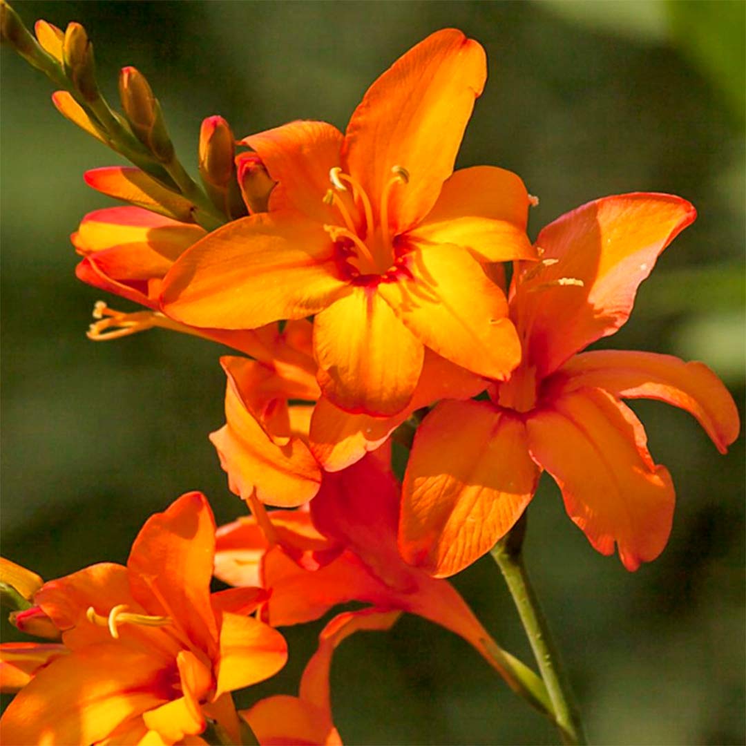 Crocosmia 'Okavango'