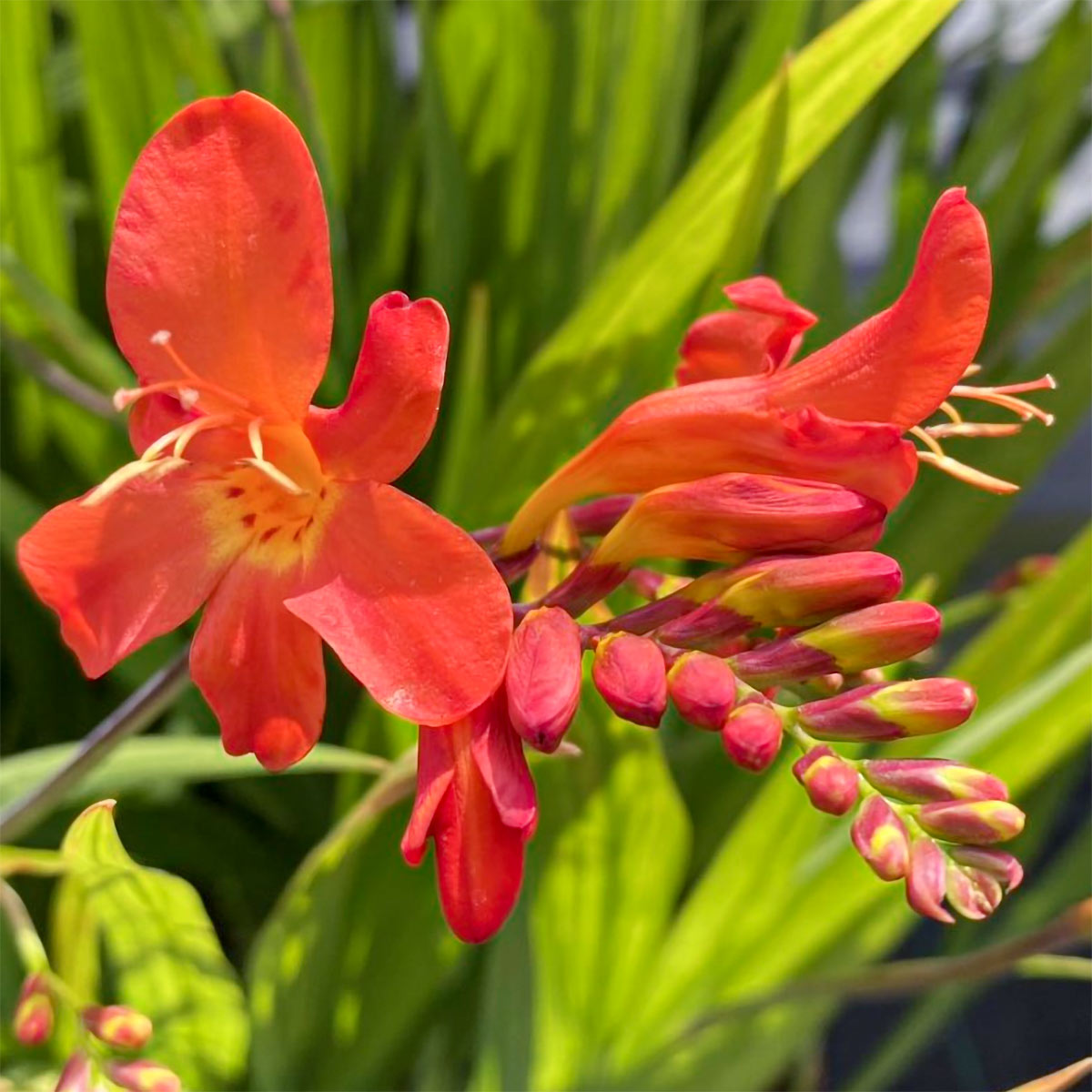 Crocosmia x crocosmiiflora 'Limpopo'