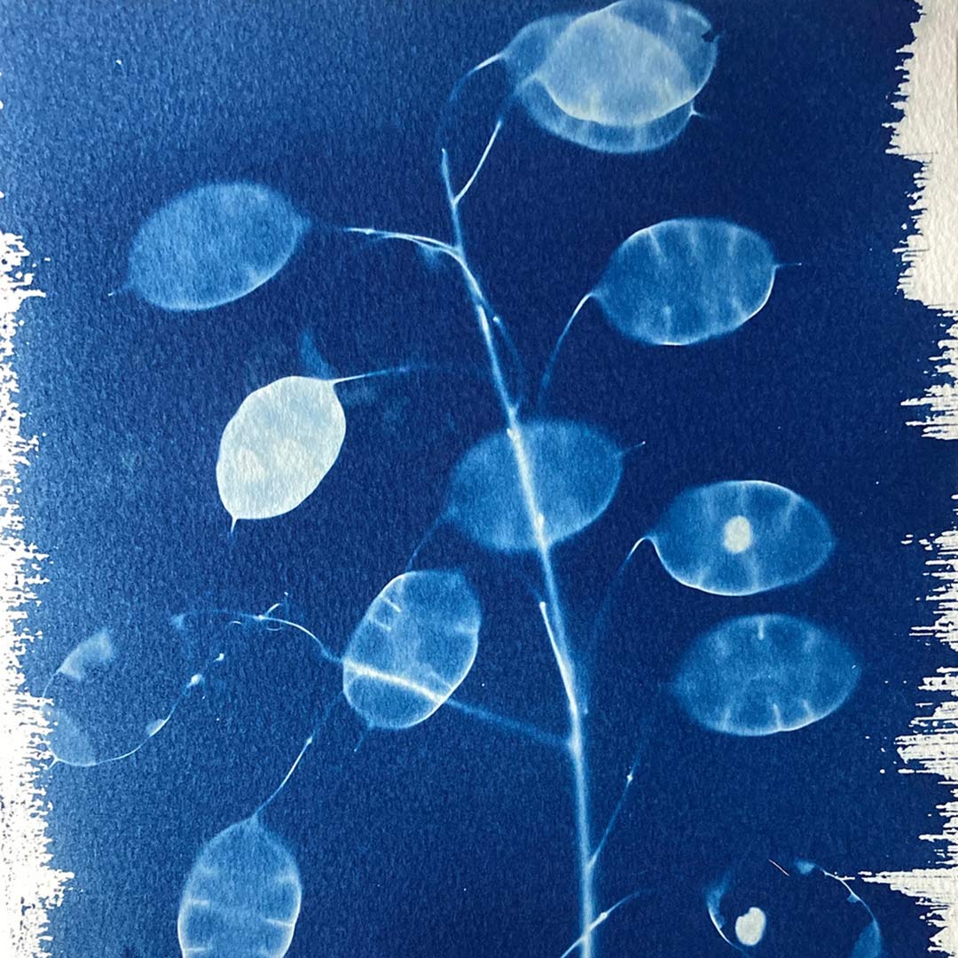 Cyanotype Workshop. 23rd June, 2024.