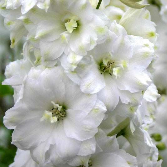 Delphinium 'Double Innocence'