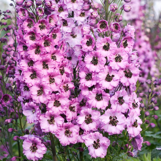 Delphinium 'Dusky Maidens'