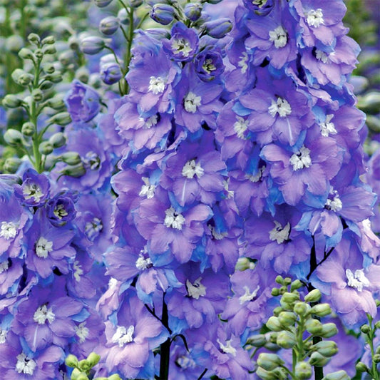 Delphinium 'Morning Lights'