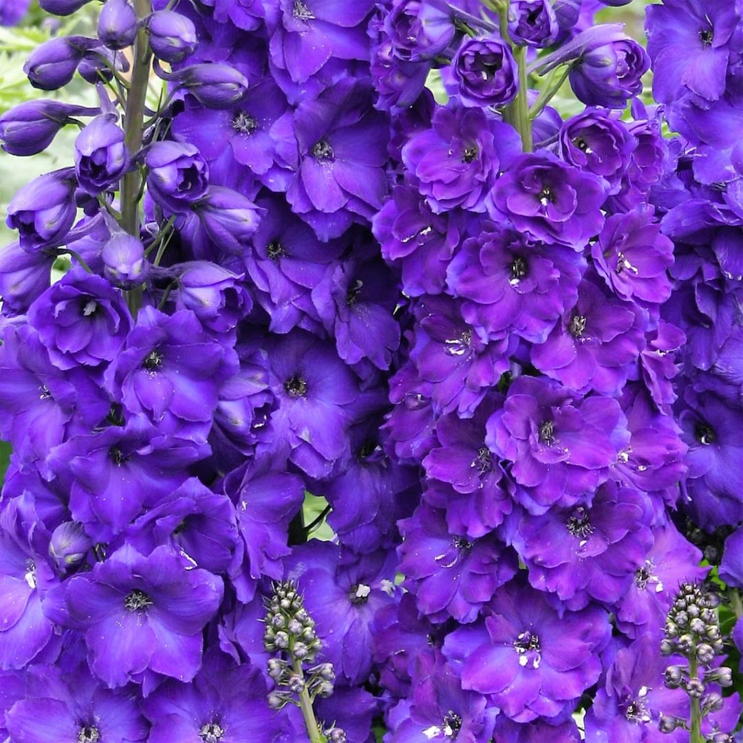 Delphinium 'Pagan Purples'