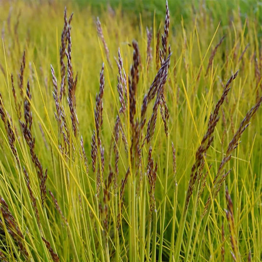 Deschampsia flexuosa 'Tatra Gold'