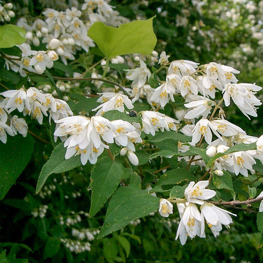 Deutzia pulchra