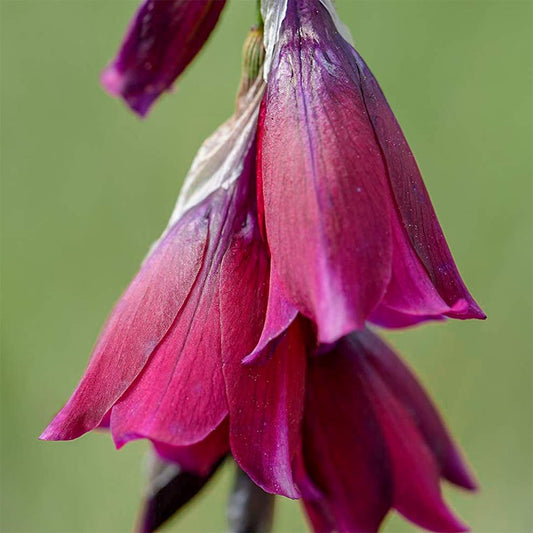 Dierama 'Blackberry Bells'