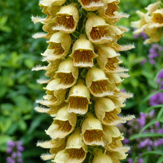 Digitalis ferruginea 'Gigantea'