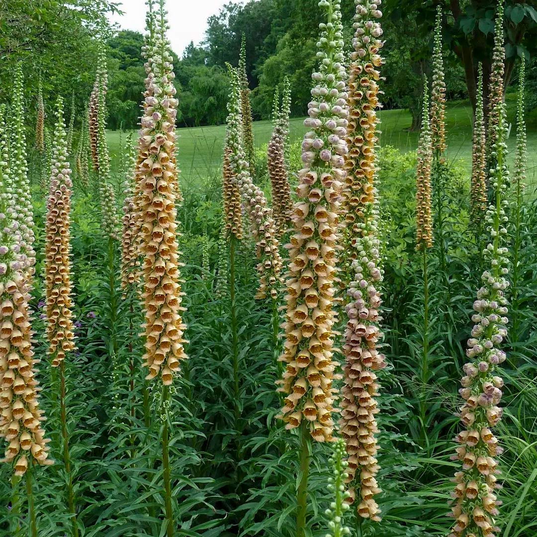 Digitalis ferruginea 'Gigantea'