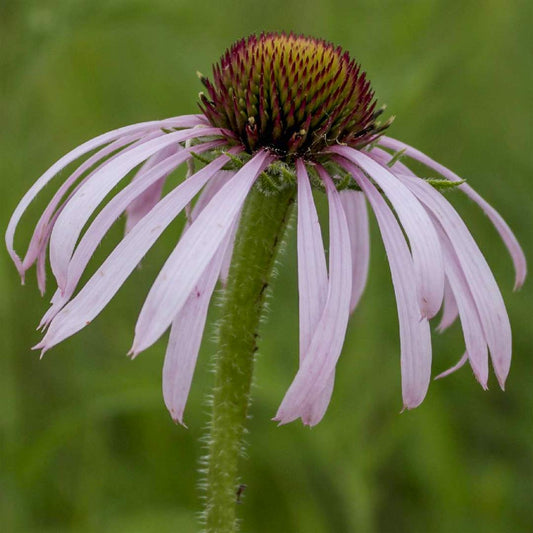 Echinacea pallida