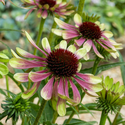 Echinacea purpurea 'Green Twister' (Purple Coneflower)