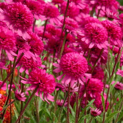 Echinacea purpurea 'Southern Belle'