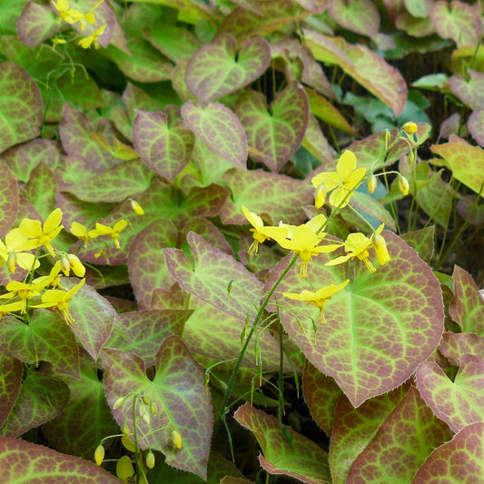 Epimedium x versicolor 'Sulphureum'