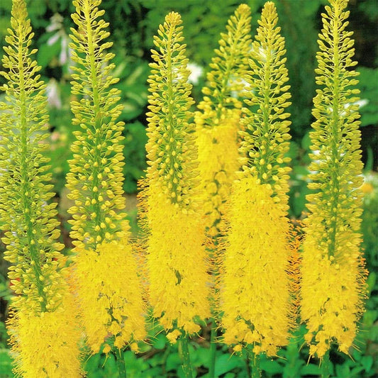 Eremurus bungei