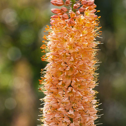 Eremurus x isabellinus 'Cleopatra'