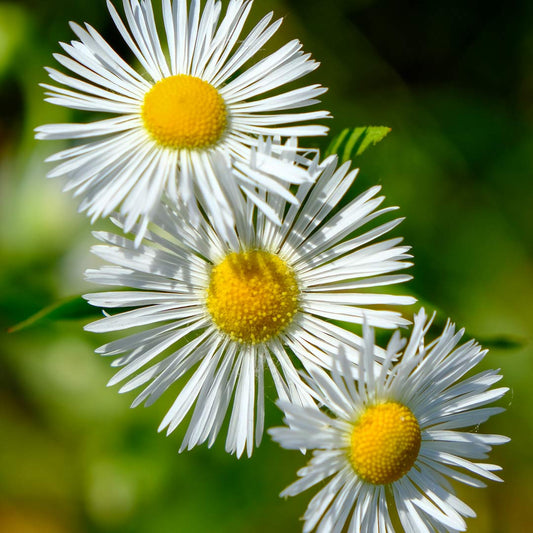 Erigeron 'Schneewittchen'