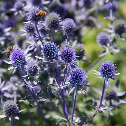 Eryngium planum 'Fluela'