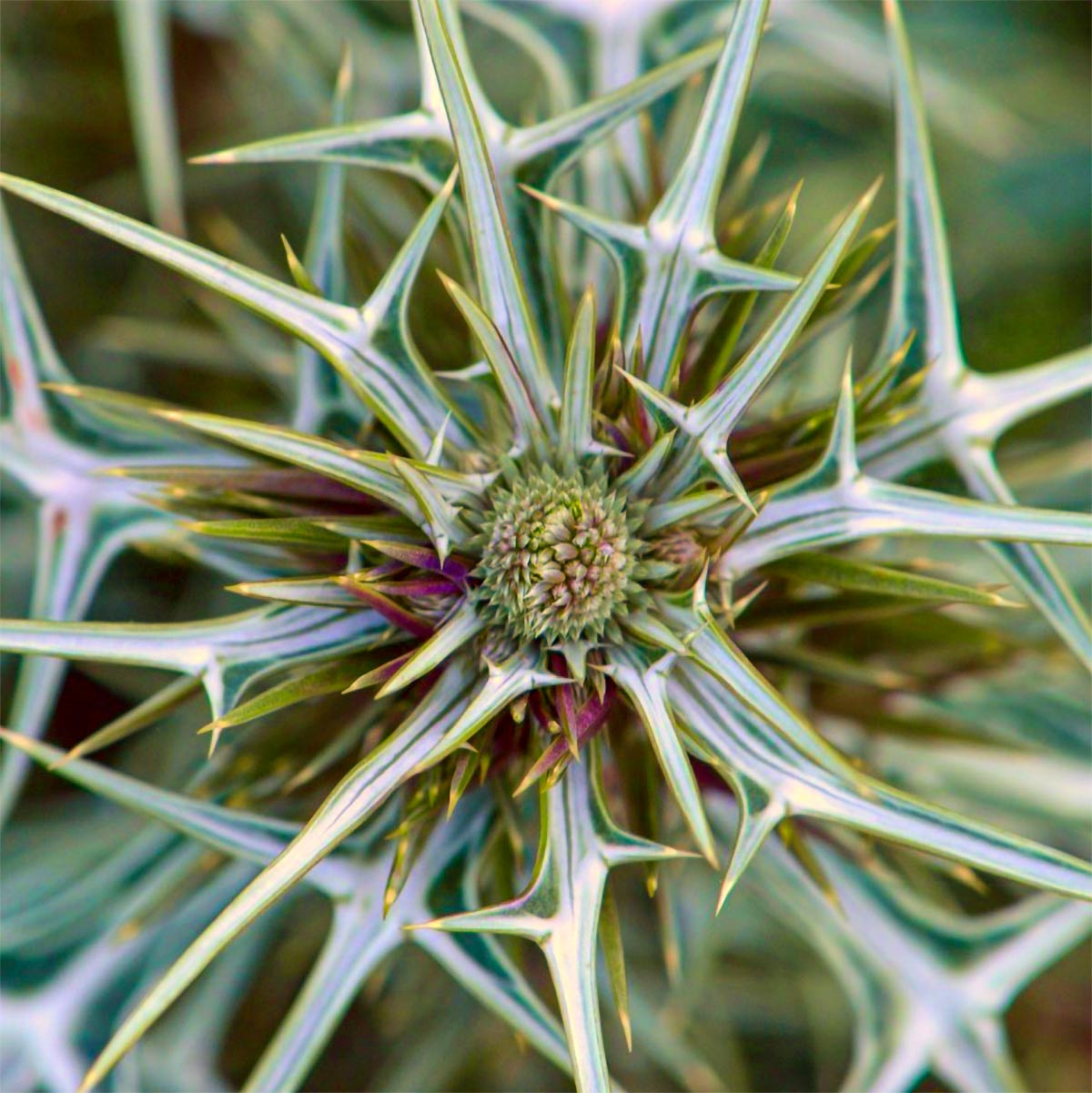 Eryngium variifolium