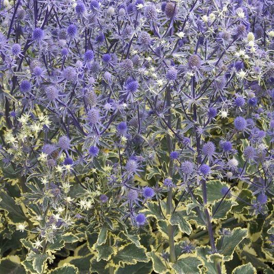 Eryngium planum 'Jade Frost'