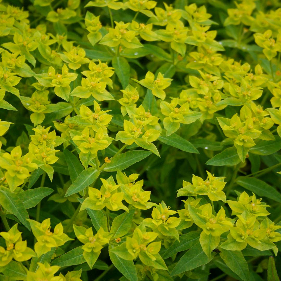 Fromefield Gold Euphorbia Ceratocarpa Uk