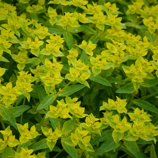 Euphorbia ceratocarpa