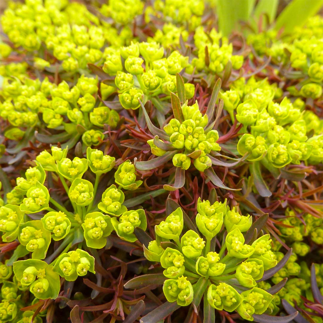 Euphorbia cyparissias 'Fen's Ruby'