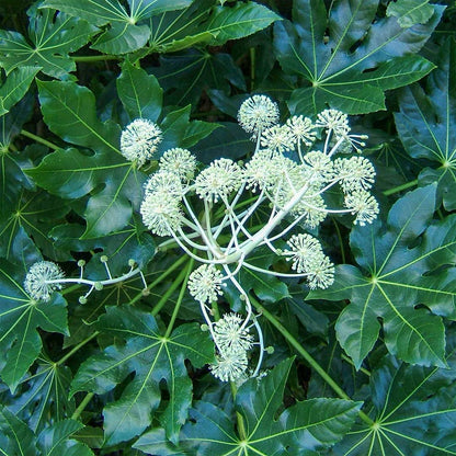 Fatsia japonica