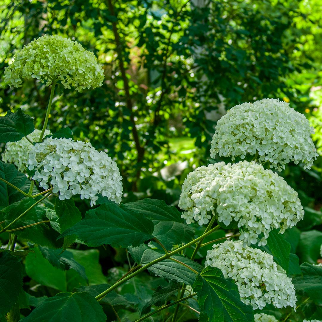 Gardening in Shade course at Barnsdale Gardens