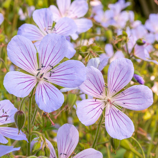 Geranium 'Blue Cloud'; Cranesbill 'Blue Cloud'