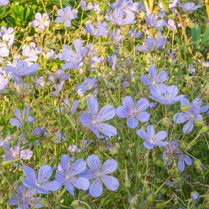 Pale blue flowers of Geranium 'Blue Cloud'; Cranesbill 'Blue Cloud'.
