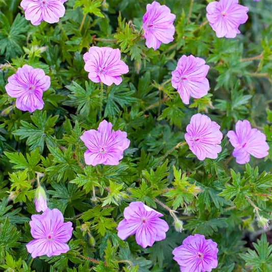 Geranium 'Blushing Turtle'