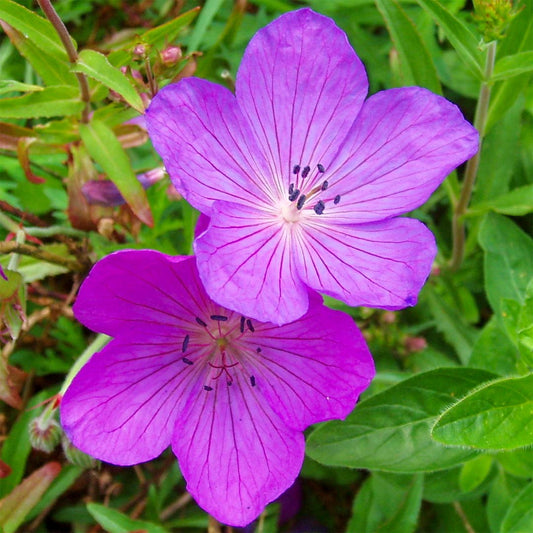 Geranium clarkei 'Kashmir Purple'