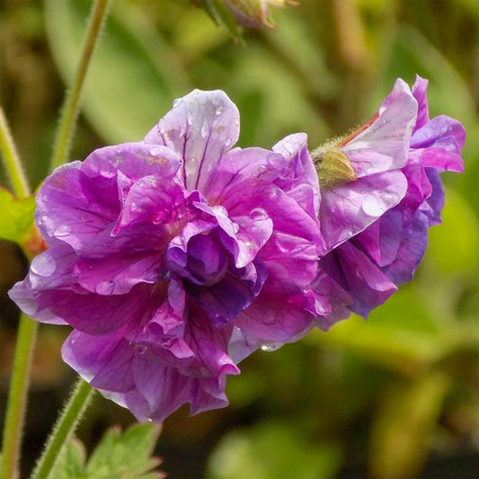 Geranium himalayense 'Plenum'