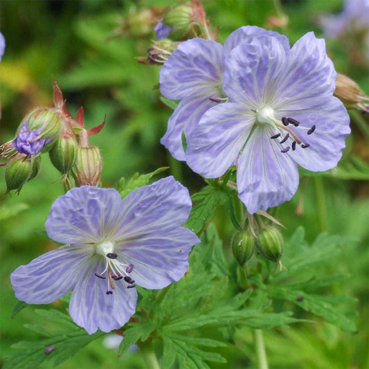 Geranium 'Mrs Kendall Clarke'