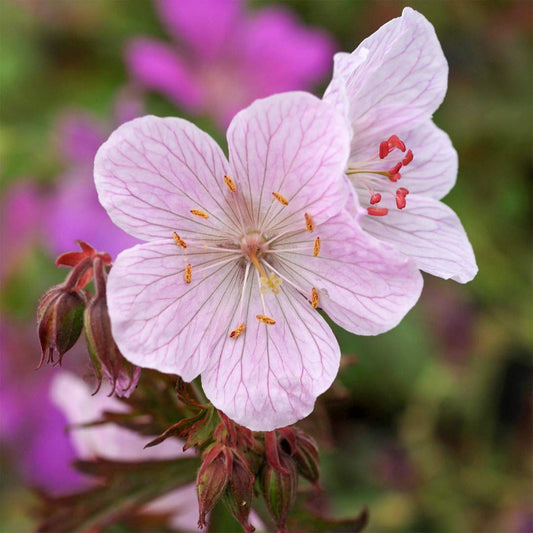 Geranium pratense 'Marshmallow'