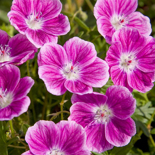 Geranium sanguineum 'Elke'