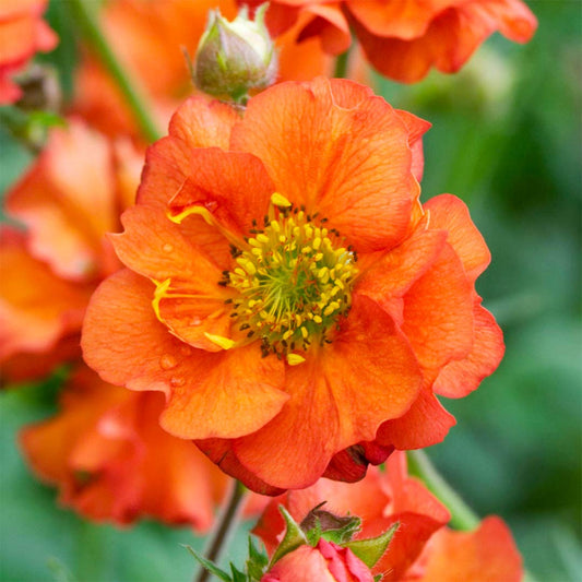 Geum 'Prinses Juliana'