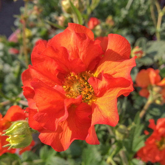 Geum 'Scarlet Tempest'