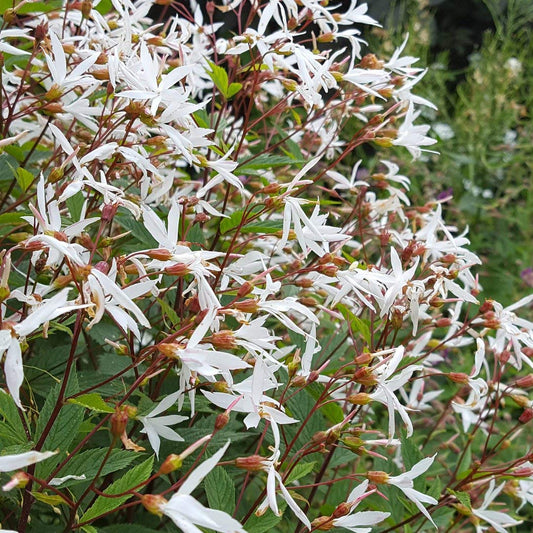 Gillenia trifoliata