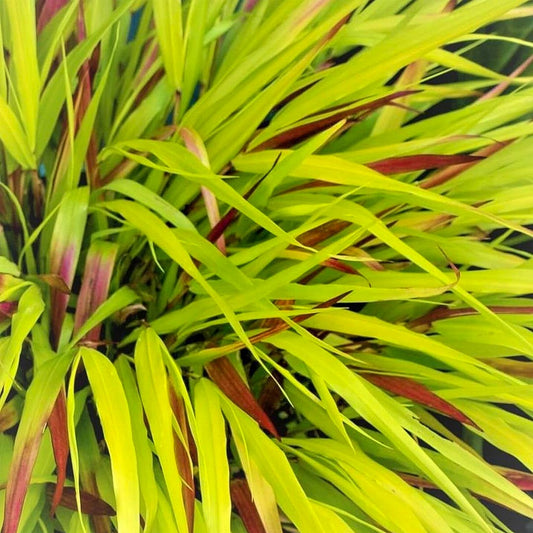 Hakonechloa macra 'SunFlare'