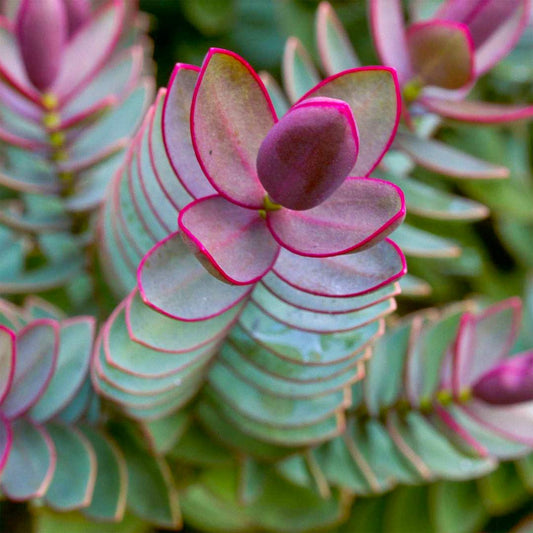 Hebe albicans 'Red Edge'