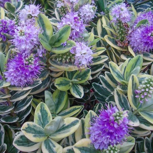 Hebe franciscana 'Variegata'
